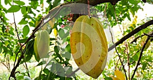 Mesure Star fruit