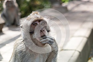 Balinese Witty Local Monkey photo