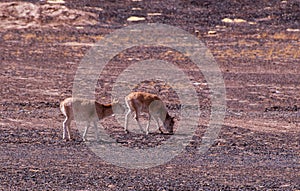 Memory in TibetÃ¯Â¼Å¡Wild Animals