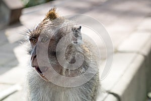 Witty Monkey at the Street of Buyan Lake photo