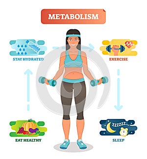 Metabolism concept vector illustration diagram,biochemical body cycle.Eating healthy,drinking water,exercising and sleeping well.