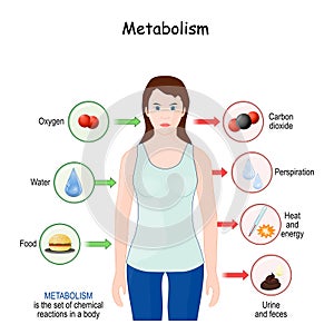 Metabolism. Explanation diagram with woman, food, and chemical reactions in a body