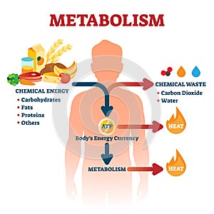 Metabolism vector illustration. Labeled chemical energy educational scheme.