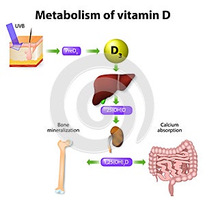 Metabolism of vitamin D