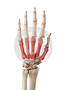 The metacarpal bones
