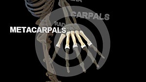 Metacarpals Bones of Human Hand