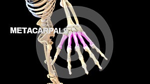 Metacarpals Bones of Human Hand photo
