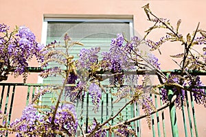 Metal balcony railing overgrown with beautiful blossoming wisteria vine on sunny day, low angle view