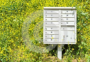 Metal bank of mailboxes on a hillside covered with yellow flowers