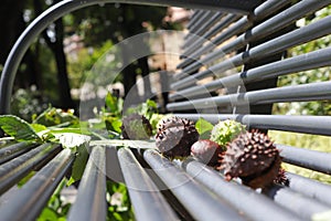 metal bench with chestnuts in a park in summer in Italy