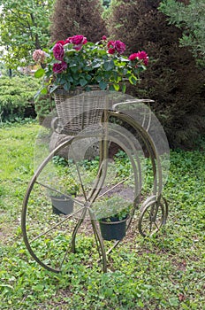 Metal bicycle with flower pots installed on it and a basket in which maroon and purple roses bloom on a background of green grass