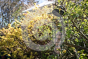 Metal bird feeded hanging from a branch with fat balls inside