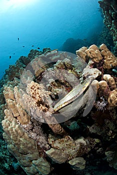 Metal bowl left underwater, resting on a reef.