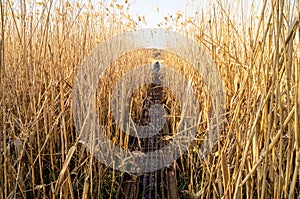 A metal bridge over the reeds. Lake and reeds