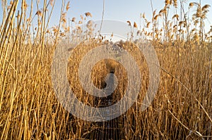 A metal bridge over the reeds. Lake and reeds