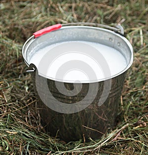 Metal bucket with fresh milk
