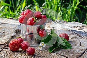 Metal bucket with strawberries in the garden