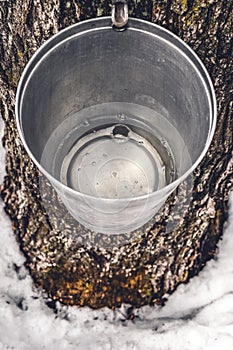 Metal bucket on a tree filled with maple sap