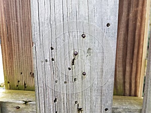 Metal bullets or spheres and holes in wood fencing