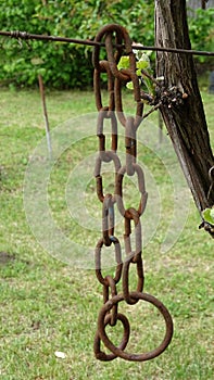 A metal chain weighs on a wire against a background of green grass in the garden.