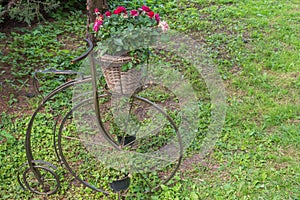 Metal construction in form of Bicycle with flower pots and basket in which maroon roses bloom on a background of green grass