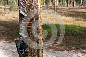 Metal contraption hangs from a tall rubber tree, with the intent of collecting the sap from the tree