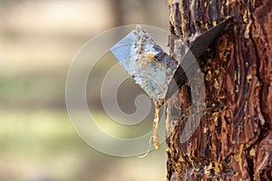 Metal contraption hangs from a tall rubber tree, with the intent of collecting the sap from the tree