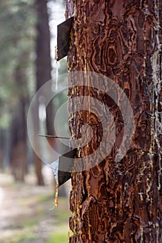 Metal contraption hangs from a tall rubber tree, with the intent of collecting the sap from the tree