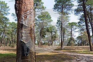 Metal contraption hangs from a tall rubber tree, with the intent of collecting the sap from the tree