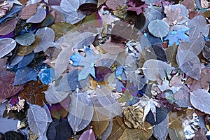 Metal Dipped Leaf Charms for Sale at Craftsmanâ€™s Stall