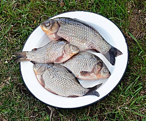 Metal dish with fresh carp