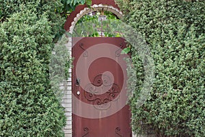 metal door and brick fence overgrown with green coniferous vegetation