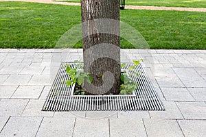 Metal drainage grate on the sidewalk around a tree in a public park