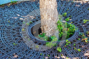 Metal drainage grate on the sidewalk around a tree in Slovakia