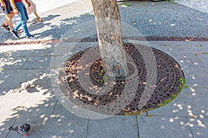 Metal drainage grate on the sidewalk around a tree in Slovakia