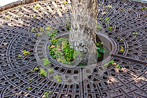 Metal drainage grate on the sidewalk around a tree in Slovakia