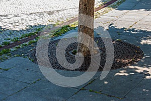 Metal drainage grate on the sidewalk around a tree in Slovakia