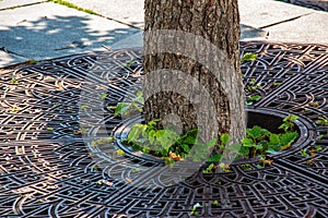 Metal drainage grate on the sidewalk around a tree in Slovakia