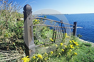 Metal fence with wildflowers, Newport, RI photo