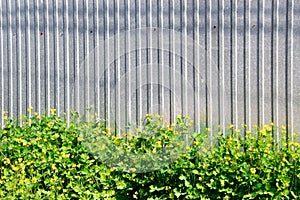 Metal fence and yellow flowers of a celandine.