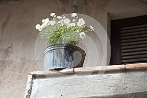 Daisies in old vase photo