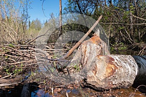Metal forks for cleaning beaver dams