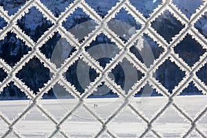 Metal grid fence covered with fresh fluffy frost