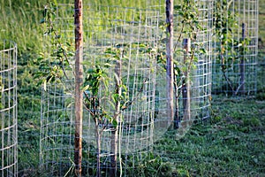 Metal guard mesh protection for animal damaged tree bark