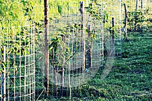 Metal guard mesh protection for animal damaged tree bark