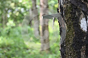 A metal gutter hangs a hardened rubber milk drop from the trunk of a rubber tree