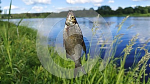 On a metal hook tied to a fishing line, a silver bream fish caught by the fisherman lip hangs. The river has grassy shores. Bushes