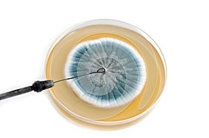 Metal laboratory loop and fungi on agar plate