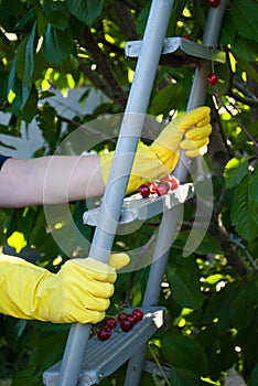 Metal ladder stepladder steps hold hands in yellow rubber gloves, spring harvest work, tree ripe red berries of a sweet cherry