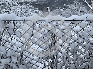 The metal mesh is covered with snow. Chain-link fence on a snow-covered mountain. Fencing in the orchard in winter